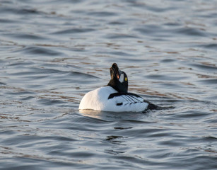 Male Golden-eye at a pond in the district of Djurgården  in Stockholm