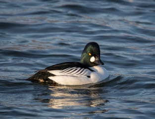 Male Golden-eye at a pond in the district of Djurgården  in Stockholm