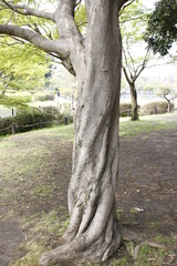 tree in the park