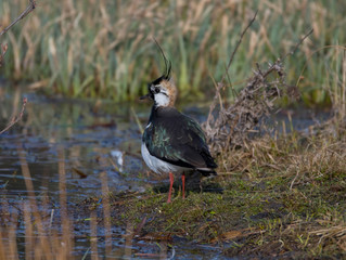 Northern lapwing at a pond in the district of Djurgården  in Stockholm