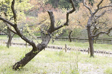 春の公園の木