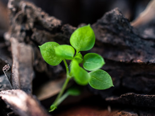 young plant growing in soil