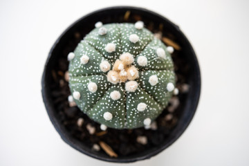 thorn cactus texture background, close up. well known species of cactus