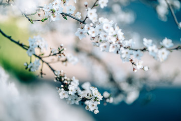 Photo of closeup blossoming tree in forest or park. Beautiful nature background