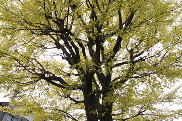 春の公園の木