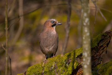 Jay in the spring at a park in the district of Bromma in Stockholm a sunny day.