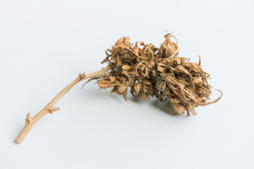 Close Up Marijuana Buds Drying