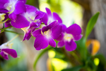 Obraz premium Beautiful orchid flower with natural background.