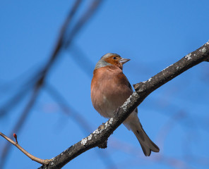 Chaffinch on a branch in the spring at a park in the district of Bromma in Stockholm a sunny day.