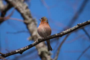 Chaffinch on a branch in the spring at a park in the district of Bromma in Stockholm a sunny day.