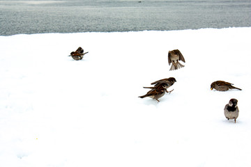 birds in the snow