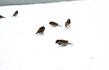 birds in the snow