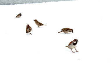 birds in the snow