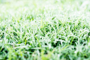 Fresh grass with dew drops close up