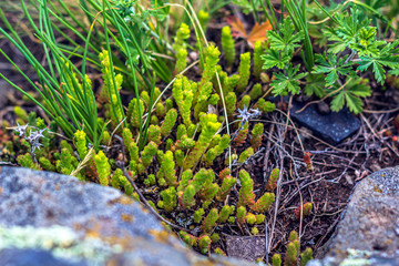 Sedum acre, Sedum album is the perennial herbaceous succulent plant with numerous rising stems covered with small thick leaves.