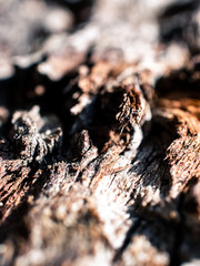 close up of a tree bark