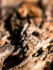 Closeup of wood texture