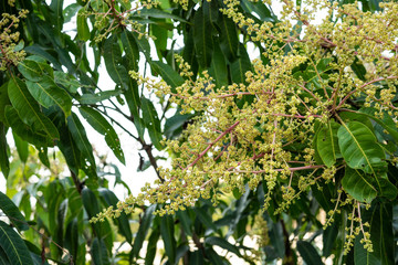 Bunch of mango flowers on tree