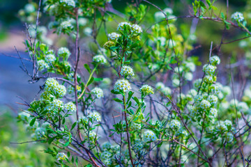 Spiraea alba Du Roi. Small white flowers blooming on the bush for the cover, banner, postcard. Genus of deciduous decorative shrubs