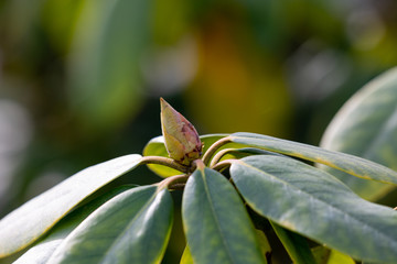 Bud of tree in spring in the garden