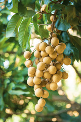 Longan orchards - Tropical fruits young longan in Lamphun, Thailand.