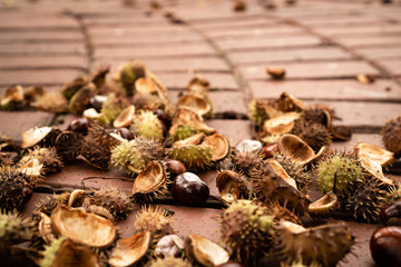 Fruits of ripe chestnut horse with barbed shells with glossy surface of brown chestnuts are scattered in the park by a pile on a walkway with pavement tile