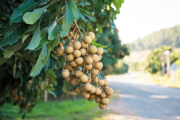 Longan orchards - Tropical fruits young longan in Lamphun, Thailand.