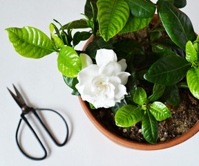 Blooming white gardenia and black steel scissors over white