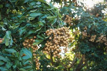 Longan orchards - Tropical fruits young longan in Lamphun, Thailand.