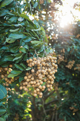 Fototapeta premium Longan orchards - Tropical fruits young longan in Lamphun, Thailand.