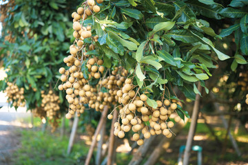 Longan orchards - Tropical fruits young longan in Lamphun, Thailand.