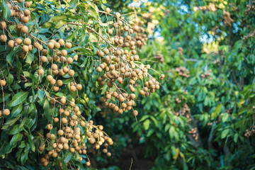 Longan orchards - Tropical fruits young longan in Lamphun, Thailand.