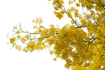 Golden shower (Cassia fistula), National tree of Thailand