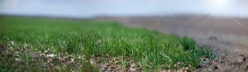 panorama of a green field of wheat seedlings on a blurry background of plowed black earth and blue sky with bright rays of the sun