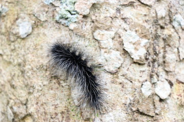 close up of a caterpillar which is very rare