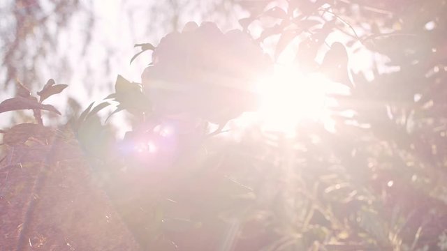 close up slow motion shot of a rosebud