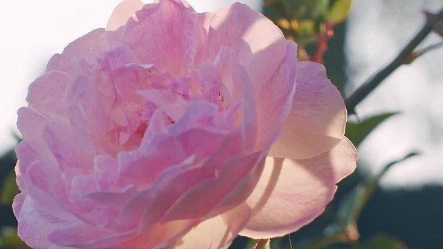 slow motion shot of a backlit rose flower