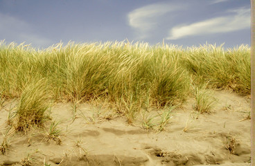 Sand dunes at Oceanshores, WA