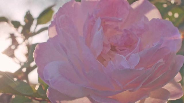 slow motion close up shot of a backlit rose flower