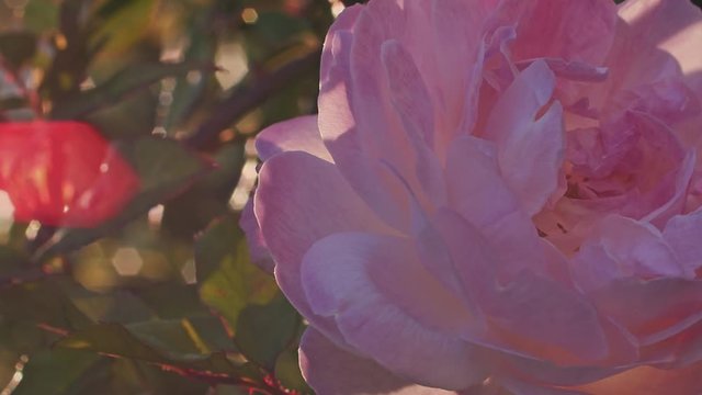 close up slow motion shot of a backlit rose flower