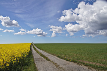 Rapeseed and gravel road
