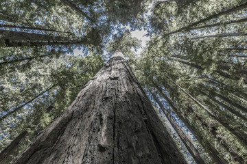 Coastal Redwoods (Sequoia sempervirens)