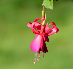 Solitary Fuchsia
