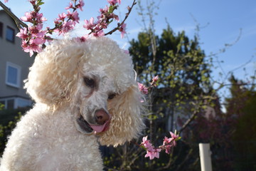 white poodle puppy