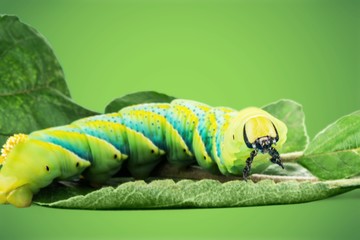 Spodoptera.