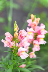 Obraz premium Snapdragons. Snapdragon pink flowers in the garden. Spring and summer background. Vertical photo