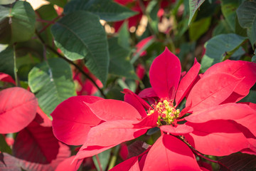 close up and selective focus of Poinsettia flower