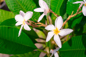 white frangipani flower