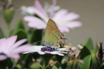 Mariposa posada en flor blanca con flor blanca de fondo