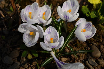 White crocuses growing on the ground in early spring. First spring flowers blooming in garden. Spring meadow full of white crocuses